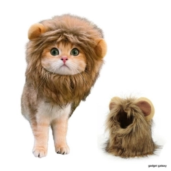 רעמת אריה לחתולים