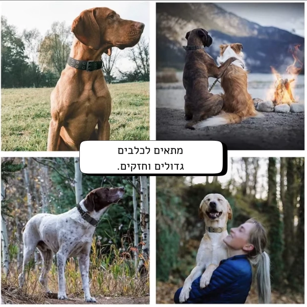 קולר טקטי לכלב 