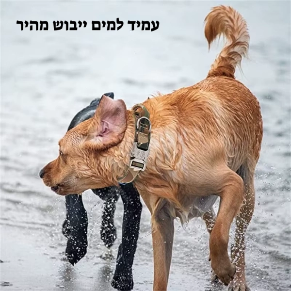 קולר לכלבים