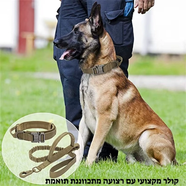 קולר לכלבים