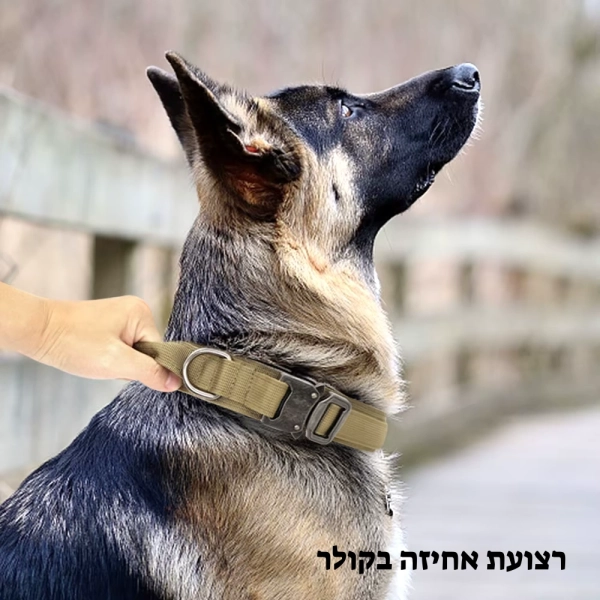 קולר לכלבים